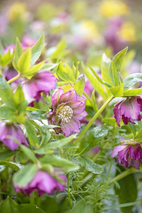 beautiful spring, double hellebore pink flowers also known as lenten rose