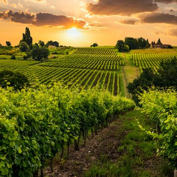 beautiful vineyards at sunset near a small town in france