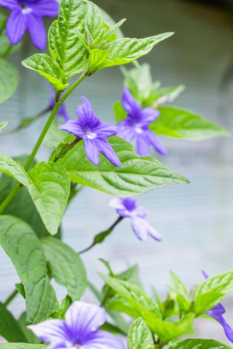 browallia, garden flower with violet petals of green leaves mainly cultivated in central and south america