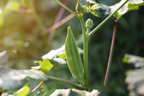 close up plant of okra