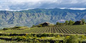 landscape with green vineyards in etna volcano region with mineral rich soil on sicily, italy