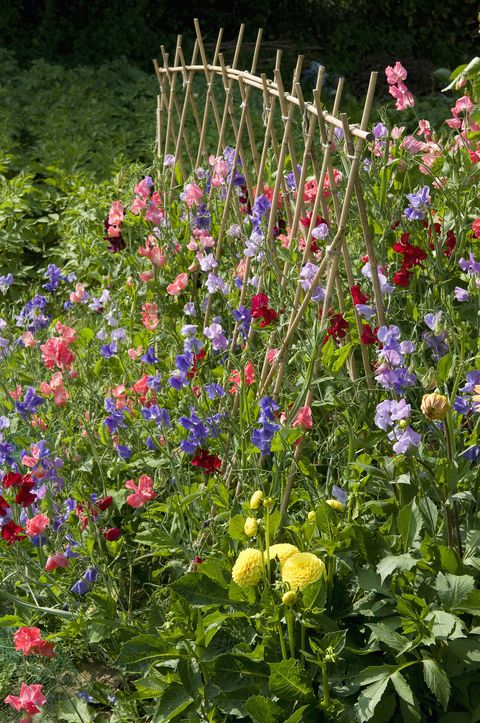 mixed sweet pea flowers